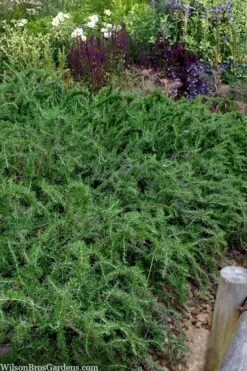 Blue Lagoon Rosemary - 5 Pack Of Quart Pots 12 Blue Lagoon Rosemary - 5 Pack Of Quart Pots -SHRUBS and BUSHES Shop rosmarinus officinalis blue lagoon rosemary 2