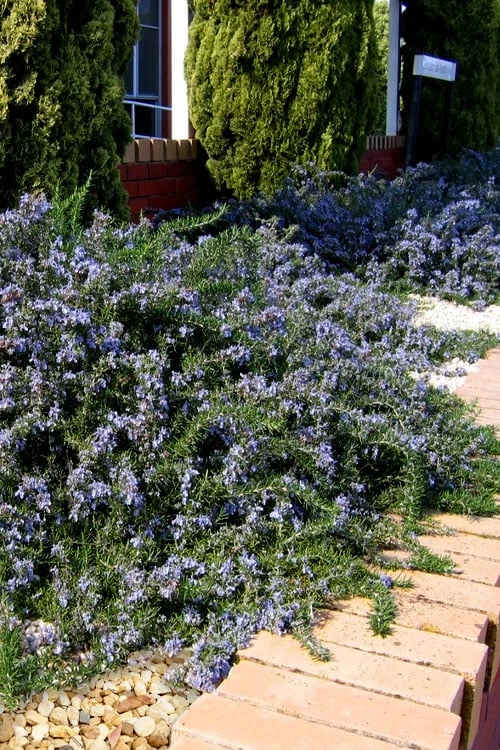 Blue Lagoon Rosemary - 5 Pack Of Quart Pots 3 Blue Lagoon Rosemary - 5 Pack Of Quart Pots