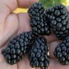Prime Ark Horizon Blackberry Plant - 1 Gallon Pot 2 Prime Ark Horizon Blackberry Plant - 1 Gallon Pot -SHRUBS and BUSHES Shop rubus prime ark horizon blackberry 1