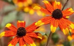 Prairie Glow Brown Eyed Susan (Rudbeckia Triloba) - 6 Pack Of 1 Gallon Pots -SHRUBS and BUSHES Shop rudbeckia triloba prairie glow brown eyed susan 3