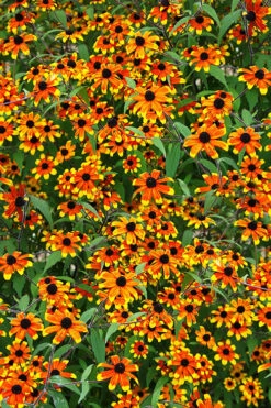 Prairie Glow Brown Eyed Susan (Rudbeckia Triloba) - 6 Pack Of 1 Gallon Pots -SHRUBS and BUSHES Shop rudbeckia triloba prairie glow brown eyed susan 5