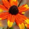 Prairie Glow Brown Eyed Susan (Rudbeckia Triloba) - 6 Pack Of 1 Gallon Pots -SHRUBS and BUSHES Shop rudbeckia triloba prairie glow brown eyed susan 7