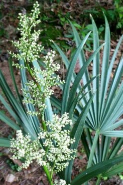 Blue Stem Dwarf Palmetto Palm (Sabal Minor) - 3 Gallon Pot 15 Blue Stem Dwarf Palmetto Palm (Sabal Minor) - 3 Gallon Pot -SHRUBS and BUSHES Shop sabal minor dwarf blue stem palmetto palm 1 1
