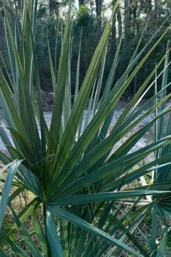 Blue Stem Dwarf Palmetto Palm (Sabal Minor) - 3 Gallon Pot 17 Blue Stem Dwarf Palmetto Palm (Sabal Minor) - 3 Gallon Pot -SHRUBS and BUSHES Shop sabal minor dwarf blue stem palmetto palm 3 1