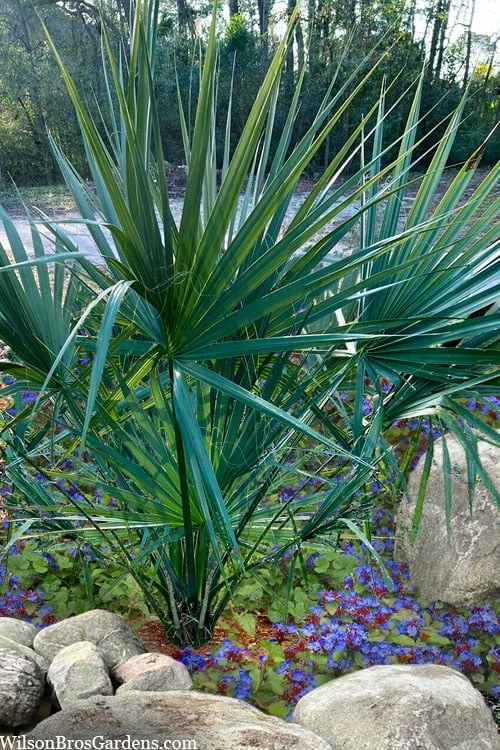 Blue Stem Dwarf Palmetto Palm (Sabal Minor) - 3 Gallon Pot 6 Blue Stem Dwarf Palmetto Palm (Sabal Minor) - 3 Gallon Pot - Image 4