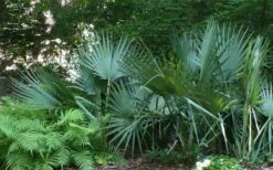 Blue Stem Dwarf Palmetto Palm (Sabal Minor) - 3 Gallon Pot 16 Blue Stem Dwarf Palmetto Palm (Sabal Minor) - 3 Gallon Pot -SHRUBS and BUSHES Shop sabal minor dwarf blue stem palmetto palm 6 1