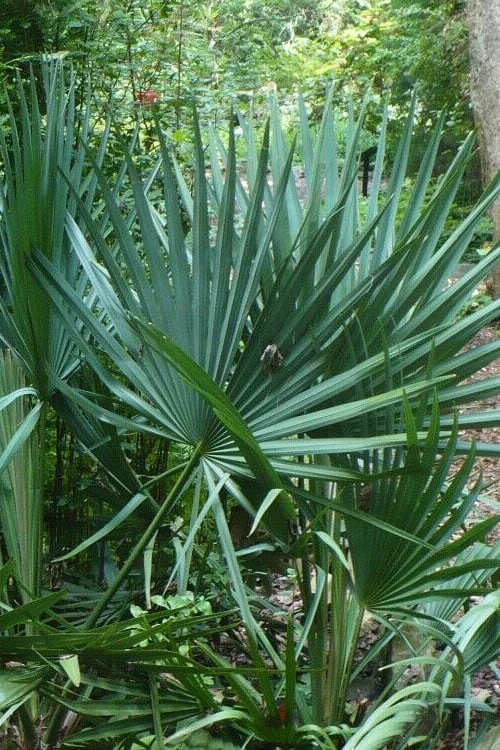 Blue Stem Dwarf Palmetto Palm (Sabal Minor) - 3 Gallon Pot 3 Blue Stem Dwarf Palmetto Palm (Sabal Minor) - 3 Gallon Pot