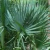 Blue Stem Dwarf Palmetto Palm (Sabal Minor) - 7 Gallon Pot -SHRUBS and BUSHES Shop sabal minor dwarf blue stem palmetto palm 7