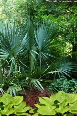 Blue Stem Dwarf Palmetto Palm (Sabal Minor) - 7 Gallon Pot -SHRUBS and BUSHES Shop sabal minor dwarf blue stem palmetto palm 8