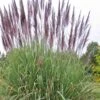 Ravenna Hardy Pampas Grass - 1 Gallon Pot 1 Ravenna Hardy Pampas Grass - 1 Gallon Pot -SHRUBS and BUSHES Shop sacccharum ravennae hardy pampas grass 3