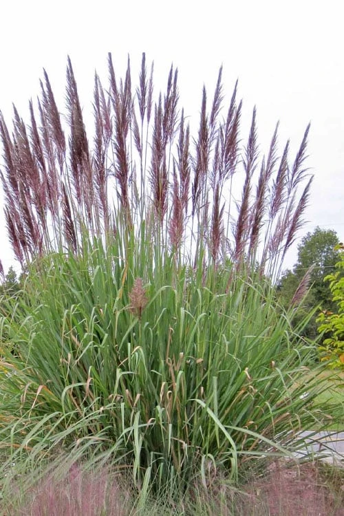 Ravenna Hardy Pampas Grass - 1 Gallon Pot 3 Ravenna Hardy Pampas Grass - 1 Gallon Pot