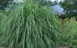 Ravenna Hardy Pampas Grass - 1 Gallon Pot 10 Ravenna Hardy Pampas Grass - 1 Gallon Pot -SHRUBS and BUSHES Shop sacccharum ravennae hardy pampas grass 4