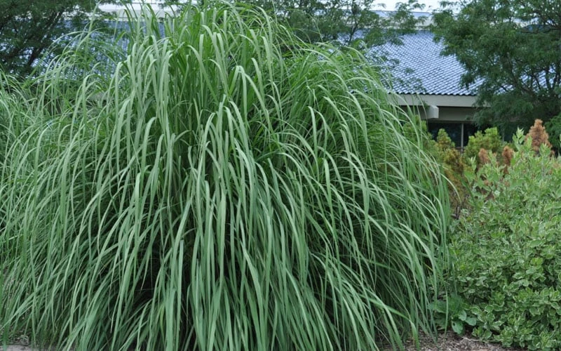 Ravenna Hardy Pampas Grass - 1 Gallon Pot 6 Ravenna Hardy Pampas Grass - 1 Gallon Pot - Image 4