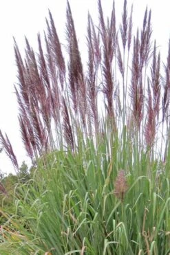 Ravenna Hardy Pampas Grass - 1 Gallon Pot 11 Ravenna Hardy Pampas Grass - 1 Gallon Pot -SHRUBS and BUSHES Shop sacccharun ravennae hardy pampas grass 2
