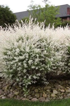 Flamingo Dappled Willow (Shrub Form) - 2 Gallon Pot -SHRUBS and BUSHES Shop salix integra flamingo dappled willow bush 2