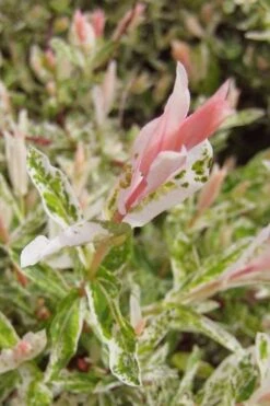 Flamingo Dappled Willow (Shrub Form) - 2 Gallon Pot -SHRUBS and BUSHES Shop salix integra flamingo dappled willow bush 3