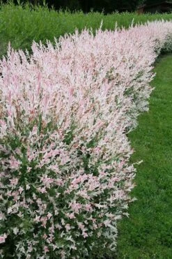 Flamingo Dappled Willow (Shrub Form) - 2 Gallon Pot -SHRUBS and BUSHES Shop salix integra flamingo dappled willow bush 4