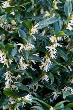 Confused Sweet Box (Sarcococca Confusa) - 1 Gallon Pot -SHRUBS and BUSHES Shop sarcococca confusa confused sweet box 10