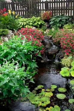 Lizard's Tail Swamp Lily (Saururus Cernuus) - 8 Pack Of 1 Gallon Pots -SHRUBS and BUSHES Shop saururus cernuus lizards tail swamp lily 8