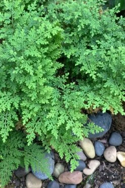 Arborvitae Fern (Selaginella Braunii) - 2.5 Quart Pot -SHRUBS and BUSHES Shop selaginella braunii arborvitae fern 2