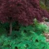 Arborvitae Fern (Selaginella Braunii) - 2.5 Quart Pot -SHRUBS and BUSHES Shop selaginella braunii arborvitae fern 6