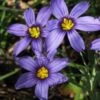 Moody Blues Blue-Eyed Grass (Sisyrinchium) - 1 Gallon Pot -SHRUBS and BUSHES Shop sisyrinchium idahoense macounii moody blues blue eyed grass 3