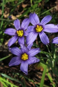 Moody Blues Blue-Eyed Grass (Sisyrinchium) - 1 Gallon Pot