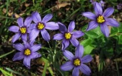 Moody Blues Blue-Eyed Grass (Sisyrinchium) - 1 Gallon Pot -SHRUBS and BUSHES Shop sisyrinchium idahoense macounii moody blues blue eyed grass 4