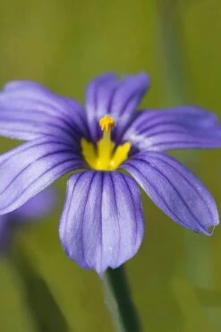 Moody Blues Blue-Eyed Grass (Sisyrinchium) - 1 Gallon Pot -SHRUBS and BUSHES Shop sisyrinchium idahoense macounii moody blues blue eyed grass 5