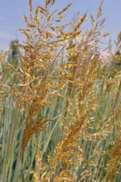 Indian Steel Blue Prairie Grass (Sorghastrum Nutans) - 1 Gallon Pot 16 Indian Steel Blue Prairie Grass (Sorghastrum Nutans) - 1 Gallon Pot -SHRUBS and BUSHES Shop sorghastrum nutans indian steel blue prairie grass 2