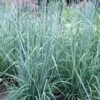 Indian Steel Blue Prairie Grass (Sorghastrum Nutans) - 1 Gallon Pot -SHRUBS and BUSHES Shop sorghastrum nutans indian steel blue prairie grass 3