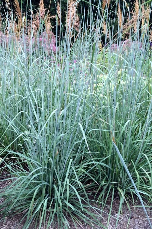 Indian Steel Blue Prairie Grass (Sorghastrum Nutans) - 1 Gallon Pot 3 Indian Steel Blue Prairie Grass (Sorghastrum Nutans) - 1 Gallon Pot