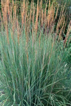 Indian Steel Blue Prairie Grass (Sorghastrum Nutans) - 1 Gallon Pot 13 Indian Steel Blue Prairie Grass (Sorghastrum Nutans) - 1 Gallon Pot -SHRUBS and BUSHES Shop sorghastrum nutans indian steel blue prairie grass 4