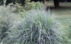 Indian Steel Blue Prairie Grass (Sorghastrum Nutans) - 1 Gallon Pot 15 Indian Steel Blue Prairie Grass (Sorghastrum Nutans) - 1 Gallon Pot -SHRUBS and BUSHES Shop sorghastrum nutans indian steel blue prairie grass 5