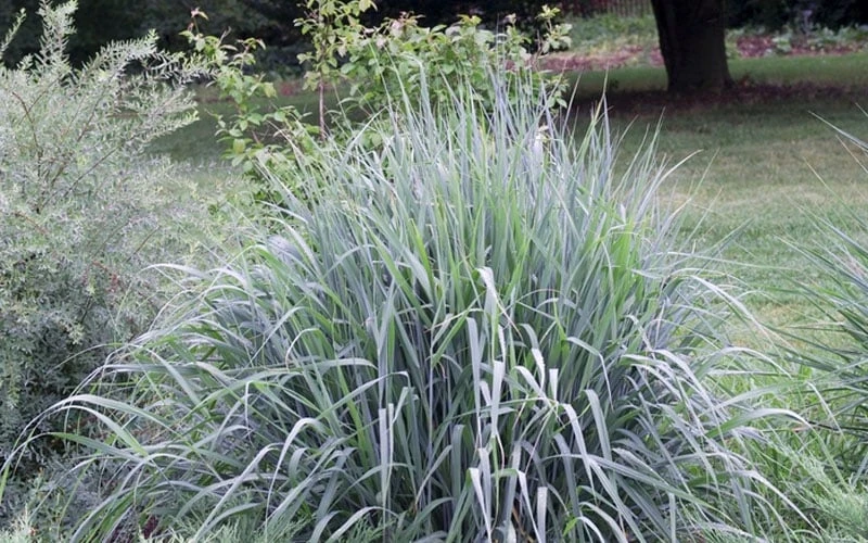 Indian Steel Blue Prairie Grass (Sorghastrum Nutans) - 1 Gallon Pot 8 Indian Steel Blue Prairie Grass (Sorghastrum Nutans) - 1 Gallon Pot - Image 6