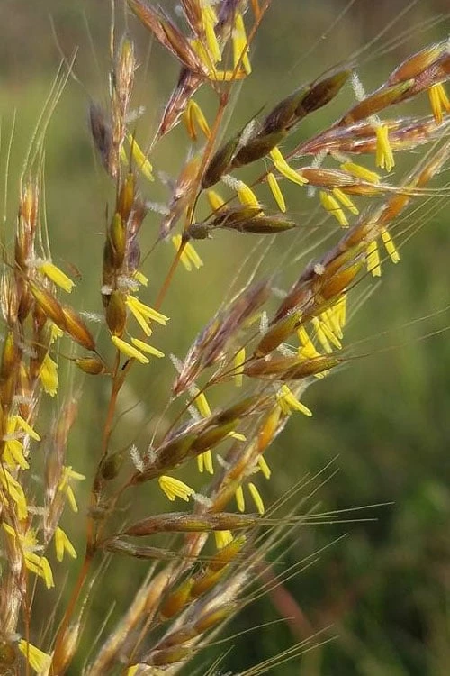 Indian Steel Blue Prairie Grass (Sorghastrum Nutans) - 1 Gallon Pot 7 Indian Steel Blue Prairie Grass (Sorghastrum Nutans) - 1 Gallon Pot - Image 5