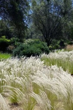 Peruvian Feather Grass (Stipa Ichu) - 1 Gallon Pot -SHRUBS and BUSHES Shop stipa ichu peruvian feather grass 12