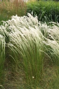Peruvian Feather Grass (Stipa Ichu) - 1 Gallon Pot -SHRUBS and BUSHES Shop stipa ichu peruvian feather grass 14