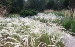 Peruvian Feather Grass (Stipa Ichu) - 1 Gallon Pot -SHRUBS and BUSHES Shop stipa ichu peruvian feather grass 4