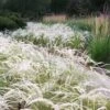 Peruvian Feather Grass (Stipa Ichu) - 1 Gallon Pot 1 Peruvian Feather Grass (Stipa Ichu) - 1 Gallon Pot -SHRUBS and BUSHES Shop stipa ichu peruvian feather grass 5