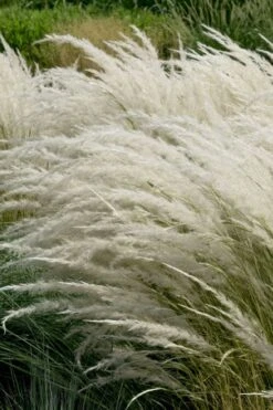 Peruvian Feather Grass (Stipa Ichu) - 1 Gallon Pot -SHRUBS and BUSHES Shop stipa ichu peruvian feather grass 7