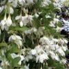 Fragrant Fountain Weeping Japanese Snowbell Tree - 5 Gallon Pot -SHRUBS and BUSHES Shop styrax japonica fragrant fountain weeping japanese snowbell tree 3