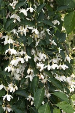 Fragrant Fountain Weeping Japanese Snowbell Tree - 5 Gallon Pot -SHRUBS and BUSHES Shop styrax japonica fragrant fountain weeping japanese snowbell tree 4