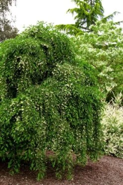 Fragrant Fountain Weeping Japanese Snowbell Tree - 5 Gallon Pot -SHRUBS and BUSHES Shop styrax japonica fragrant fountain weeping japanese snowbell tree 5