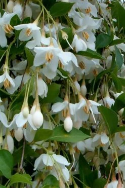 Fragrant Fountain Weeping Japanese Snowbell Tree - 5 Gallon Pot -SHRUBS and BUSHES Shop styrax japonica fragrant fountain weeping japanese snowbell tree 6