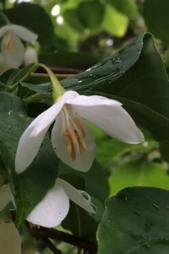 Fragrant Fountain Weeping Japanese Snowbell Tree - 5 Gallon Pot -SHRUBS and BUSHES Shop styrax japonica fragrant fountain weeping japanese snowbell tree 7