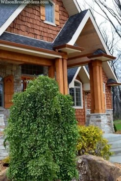 Fragrant Fountain Weeping Japanese Snowbell Tree - 5 Gallon Pot -SHRUBS and BUSHES Shop styrax japonica fragrant fountain weeping japanese snowbell tree 9