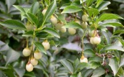 Pink Chimes Japanese Snowbell - 1 Gallon Pot -SHRUBS and BUSHES Shop styrax japonica pink chimes japanese snowbell tree 11
