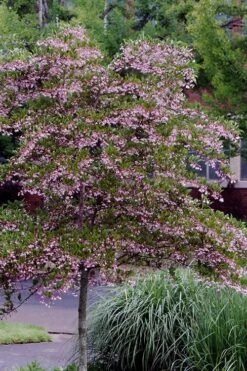 Pink Chimes Japanese Snowbell - 1 Gallon Pot -SHRUBS and BUSHES Shop styrax japonica pink chimes japanese snowbell tree 2