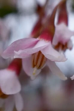 Pink Chimes Japanese Snowbell - 1 Gallon Pot -SHRUBS and BUSHES Shop styrax japonica pink chimes japanese snowbell tree 3